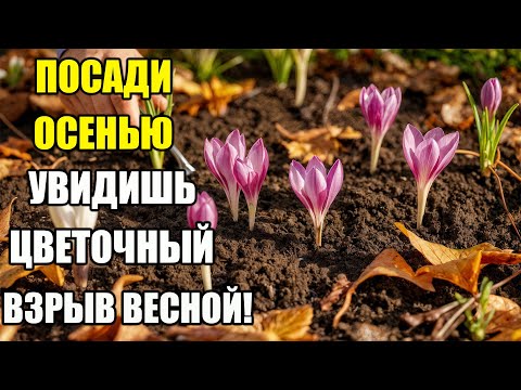 Видео: Какие  цветы посадить осенью, чтобы весной было море красок