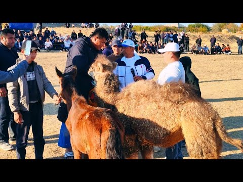 Видео: 12,11,25 y Davrada Tavoq palvonlari | Кукдала тумани Чиял ж/х Зум Қишлоғида кураш бошланди 