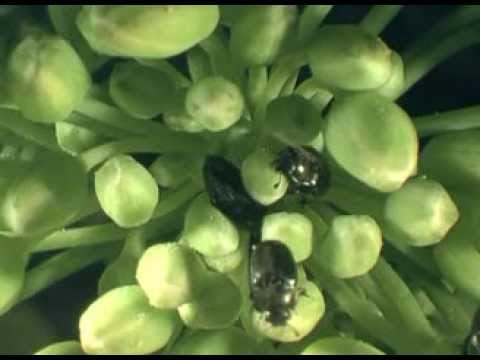 Видео: Рапсовый цветоед и как Авант® помогает защитить рапс от этого вредителя