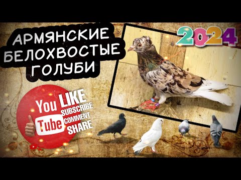 Видео: Армянские белохвостые голуби. г Саранск тел. 8 (987) 570-16-16