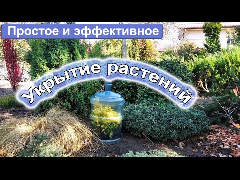 Видео: Простое и эффективное укрытие растений на зиму.