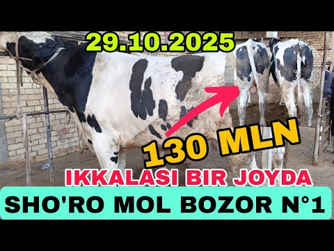 Видео: ШОРО МОЛ БОЗОР БУК,А НАРХЛАР 29-ОКТЙАБР 2025.