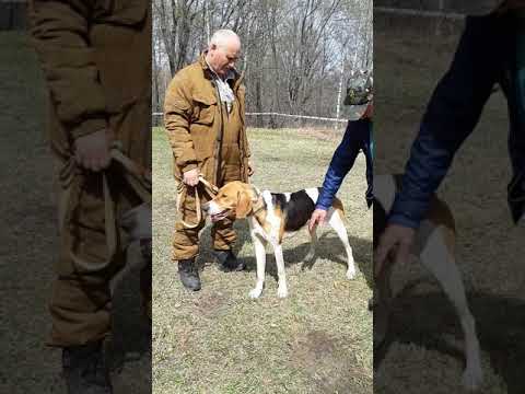 Видео: Саратовская окружная выставка собак гончих пород. РПГ ср. возр. гр. выжловки. В ринге однопометницы