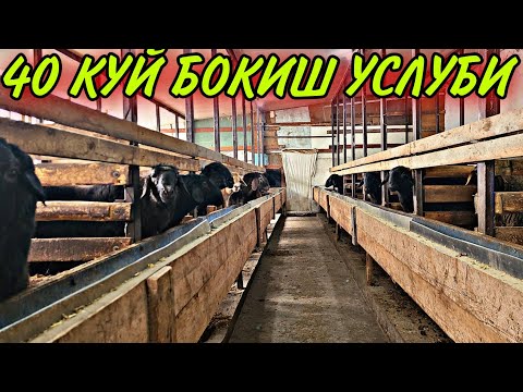 Видео: 140 КГ КУЙ БОКИШ УЧУН КАНДАЙ ЙЕМЛАР БЕРИШ КЕРАК