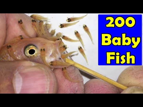 Видео: 3 рыбы-цихлиды Maylandia Estherae родили 200 мальков 😍🐬👍🙏