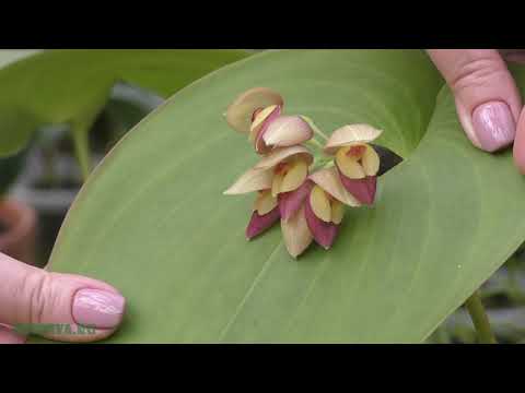 Видео: Максиллярия (Maxillaria) – симподиальная орхидея.