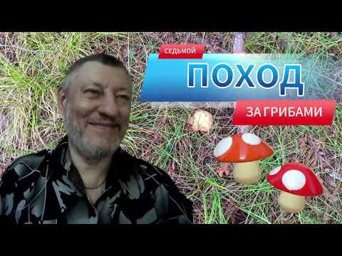 Видео: Седьмой поход за грибами