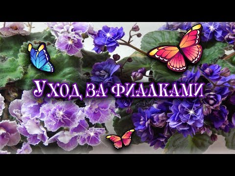 Видео: ФИАЛКИ УХОД В ДОМАШНИХ УСЛОВИЯХ 🌼