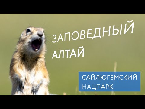 Видео: Горный Алтай: первозданная природа | Граница с Монголией, Горы, Ледники, Животные и Птицы