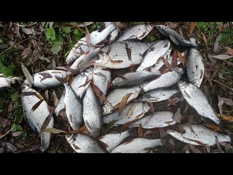 Видео: ДЕСНА 🌿 ВСЯ ГАРНА ПЛІТКА на ЯМАХ 🍁 Фідерна риболовля в жовтні