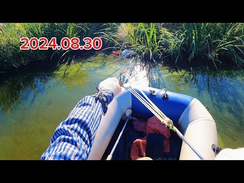 Видео: Рыбалка на рогатку в конце лета. ПОЙМАЛ 2 САЗАНА. #рыбалка #карп #fishing #낚시