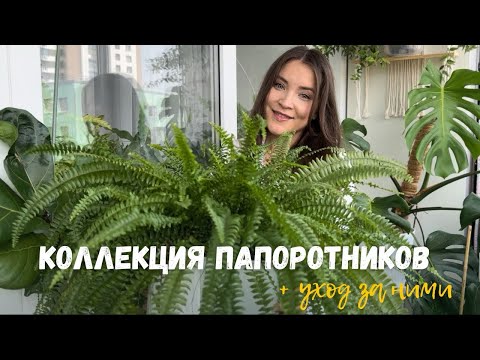 Видео: Коллекция ПАПОРОТНИКОВ + основные правила ухода
