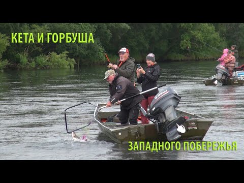 Видео: КЕТА И ГОРБУША ЗАПАДНОГО ПОБЕРЕЖЬЯ