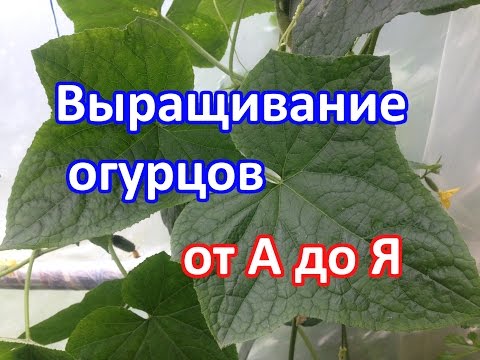 Видео: Выращивание огурцов. (Как посадить, как ухаживать, как подкармливать)