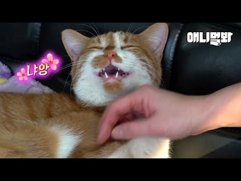 Видео: Эта бродячая кошка могла быть моим мужем в прошлой жизни