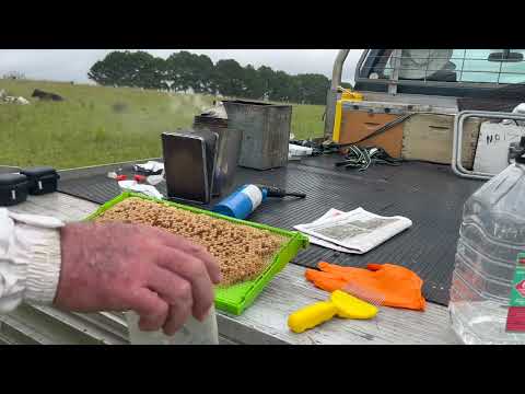 Видео: 🐝 Высокая численность клещей Варроа в Лованне. Мониторинг численности клещей Варроа крайне важен ...