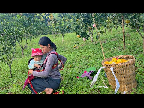 Видео: Мать-одиночка Ли Тиеу Ка пошла покупать апельсины, чтобы продать их и получить прибыль.