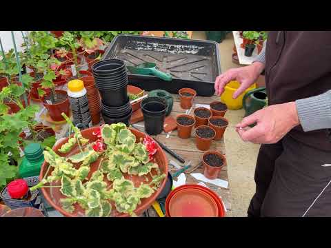 Видео: Середина мая — черенкование двухцветных зональных пеларгоний, обзор стандартных и выставочных пел...