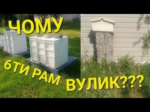 Видео: Переваги 6ти рам вулика... #бджолипчеловодствов6тирамочныхульях