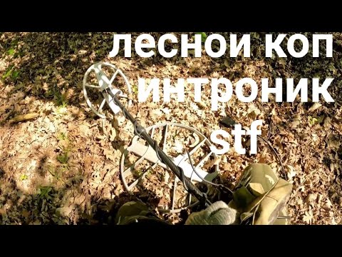 Видео: поиск в лесу с интроником