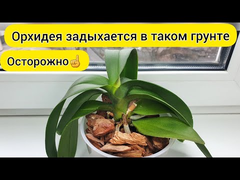 Видео: ОРХИДЕЯ ПОГИБАЕТ и орхидея ТЕРЯЕТ ТУРГОР в этом грунте // Срочная ПЕРЕСАДКА ОРХИДЕИ