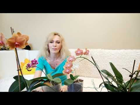 Видео: Что делать, если остались только одни корни в горшке!? Спасенные орхидеи