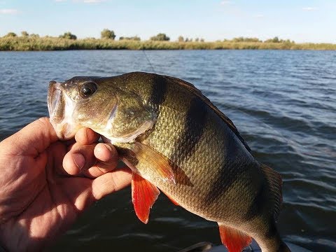 Видео: Рыбалка на Острове,Крупный окунь Кизомыс часть 2