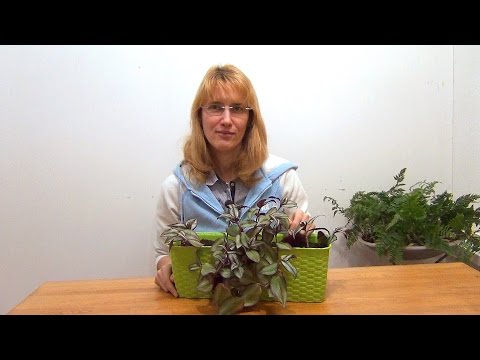 Видео: Зебрина висячая. Посадка и уход.