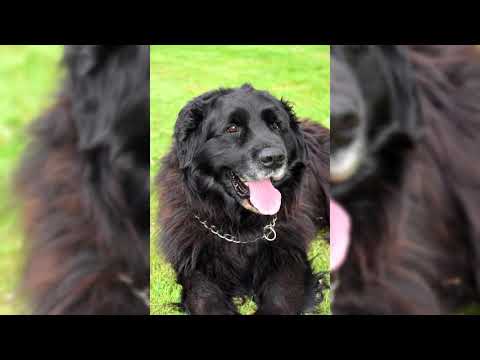 Видео: Ньюфаундленд. Плюсы и минусы, Цена, Как выбрать, Факты, Уход, История