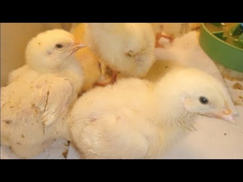 Видео: Бройлеры в квартире опять в прямом эфире! 🤯🐥🐣