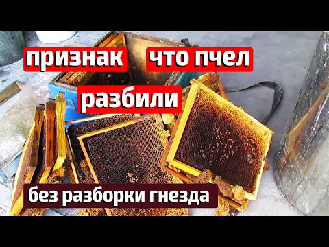 Видео: Исчезли пчелы Пчелиное воровство Ошибки пчеловода