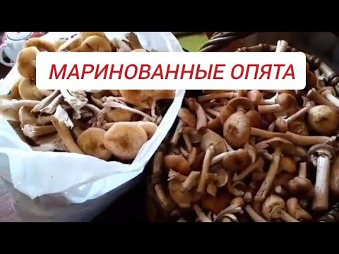 Видео: Маринованные опята на зиму.