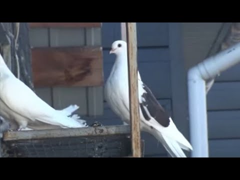 Видео: Кого втратив та хто залишився