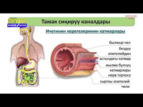 Видео: 8-класс | Биология | Тамак сиңирүү