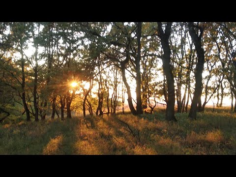 Видео: формировка молодого сада часть 1