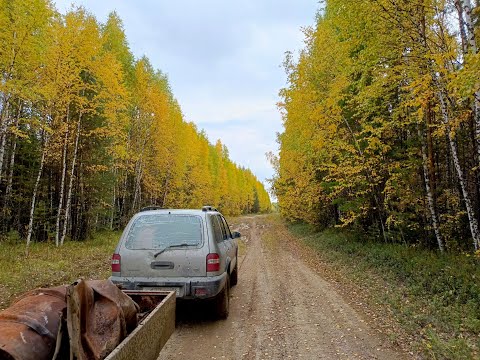 Видео: Осенний металлокоп. Продолжаю обследовать старые делянки в поисках стоянок техники.