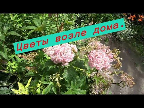 Видео: Цветы возле  дома.