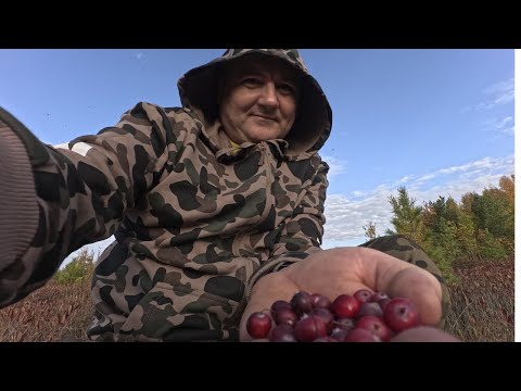 Видео: ВИТАМИНЫ СЕВЕРА/ РАДУЖНЫЙ/РЯЗАНЬ 2 ЧАСТЬ