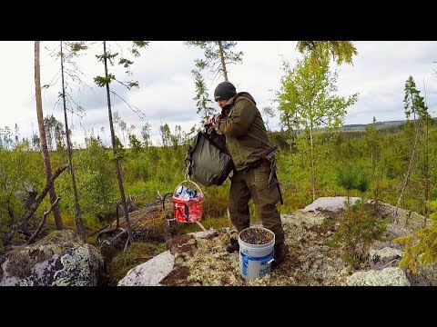 Видео: КАК ЗАРАБОТАТЬ МНОГО ДЕНЕГ. Сбор Ягод В Карелии. Пошёл в лес и заработал деньги. Сбор дикоросов.