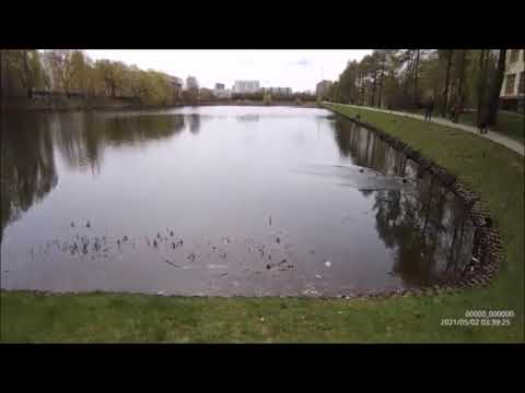 Видео: ТСХА: Лиственничная аллея