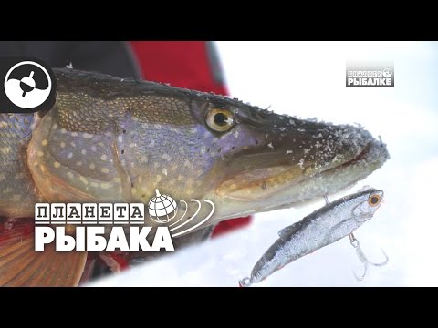 Видео: Щука на вибы (раттлины). Зимняя рыбалка. Иртыш | Планета рыбака