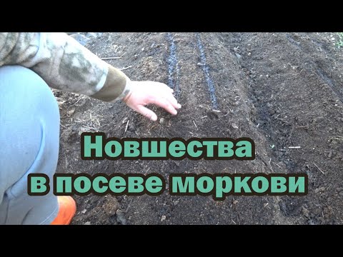 Видео: Не перестаю восхищаться этим способом сева моркови