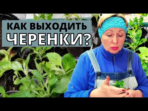Видео: ЧЕРЕНКИ цветов и семена  от АГРОВИОЛЫ. Как сохранить и выходить?