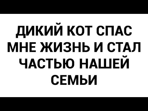 Видео: Дикий кот спас мне жизнь и стал частью нашей семьи