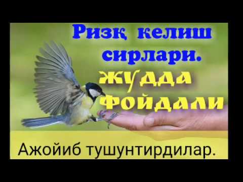 Видео: Шайх содик самаркандий ризқни ажойиб тушинтирдилар. МаашаАллоҳ