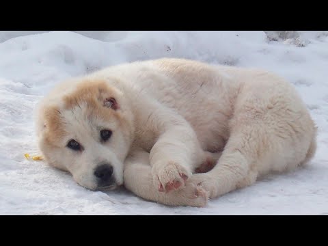 Видео: Маленького алабая выбросили в сугроб как мусор, но дальше случилось нечто удивительное