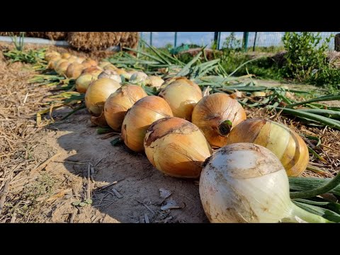 Видео: ЛУК ОГРОМНЫХ РАЗМЕРОВ, ЭТО ПРОСТО! УХОД И ВЫРАЩИВАНИЕ БОЛЬШОГО ЛУКА. КАК ПОЛУЧИТЬ ДОСТОЙНЫЙ УРОЖАЙ!!