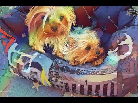 Видео: Токсикоз у собак