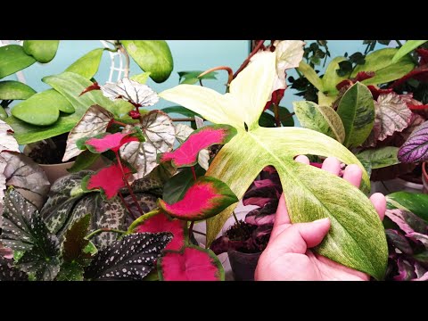 Видео: Комнатные цветы 🌿🌺🌵/ Цветочные новости 🌱