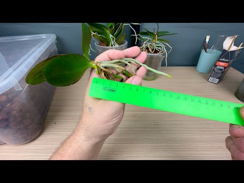 Видео: орхидея сама отвалилась // зачем это добавляю при пересадке орхидеи